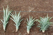 HIJUELOS DE PIÑA