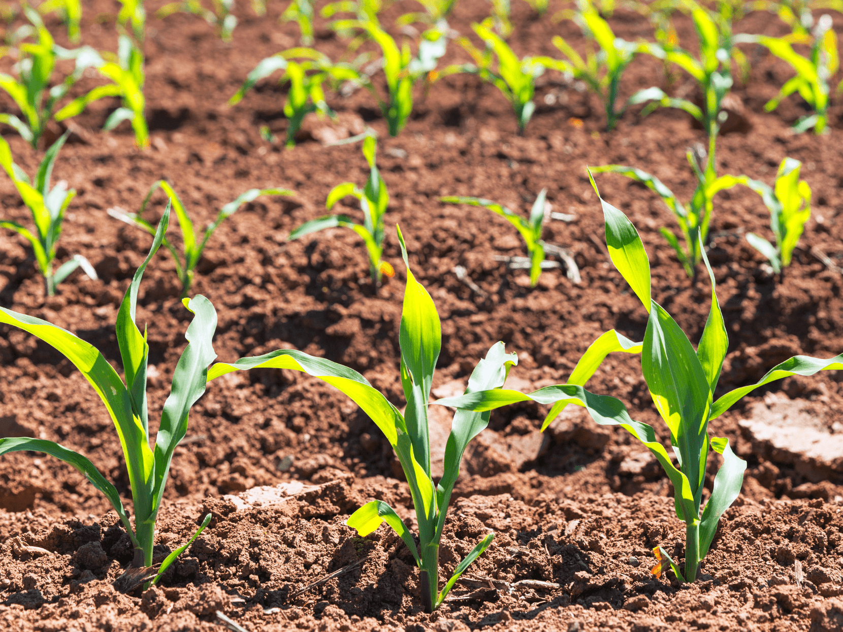 ¿Qué es un ciclo agrícola y para qué sirve conocerlo? 