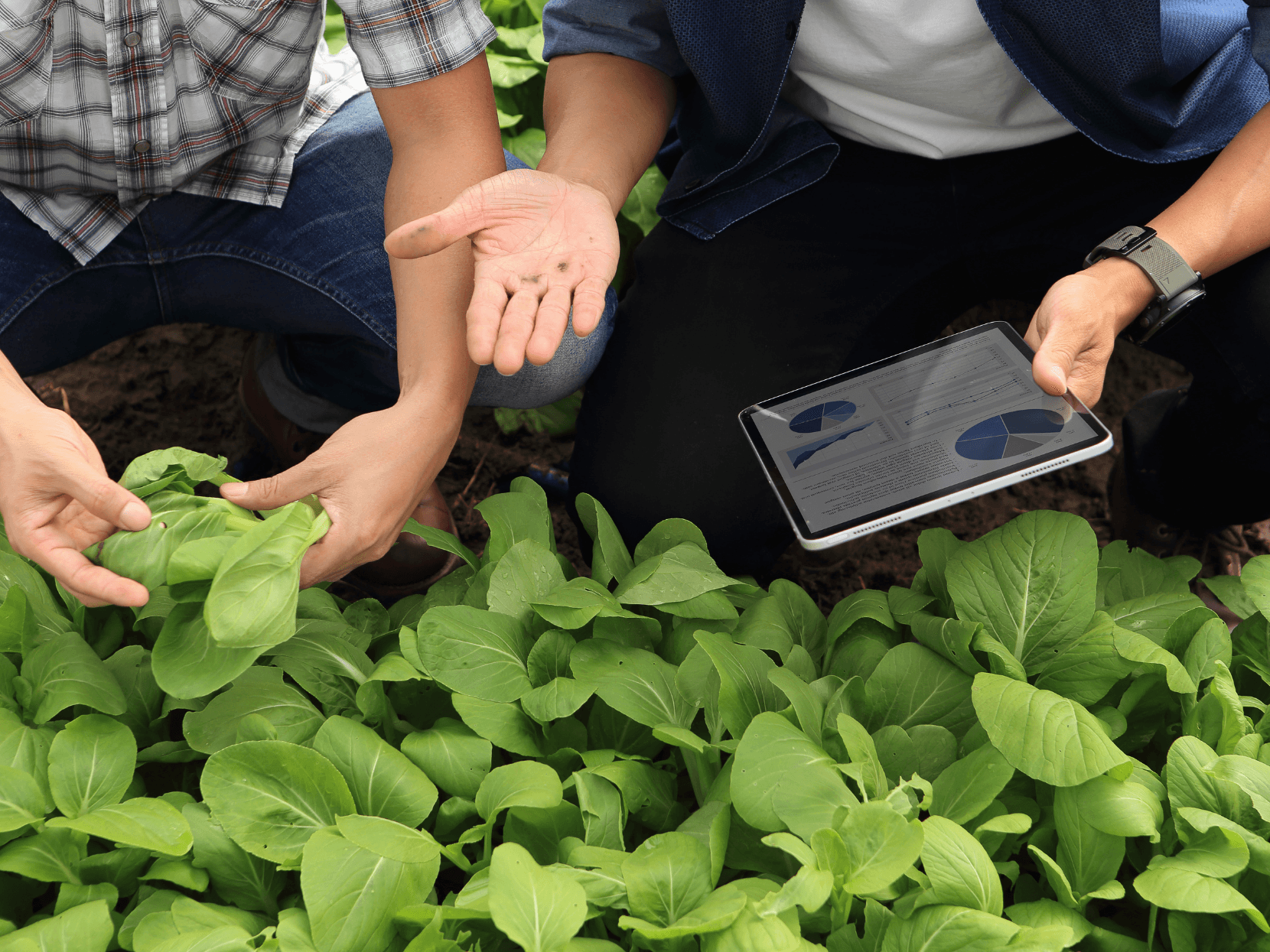 ¿Por qué es importante contar con un financiamiento para tu ciclo agrícola?