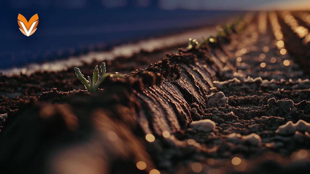 Agricultura regenerativa: ¿qué es y cuáles son sus beneficios?