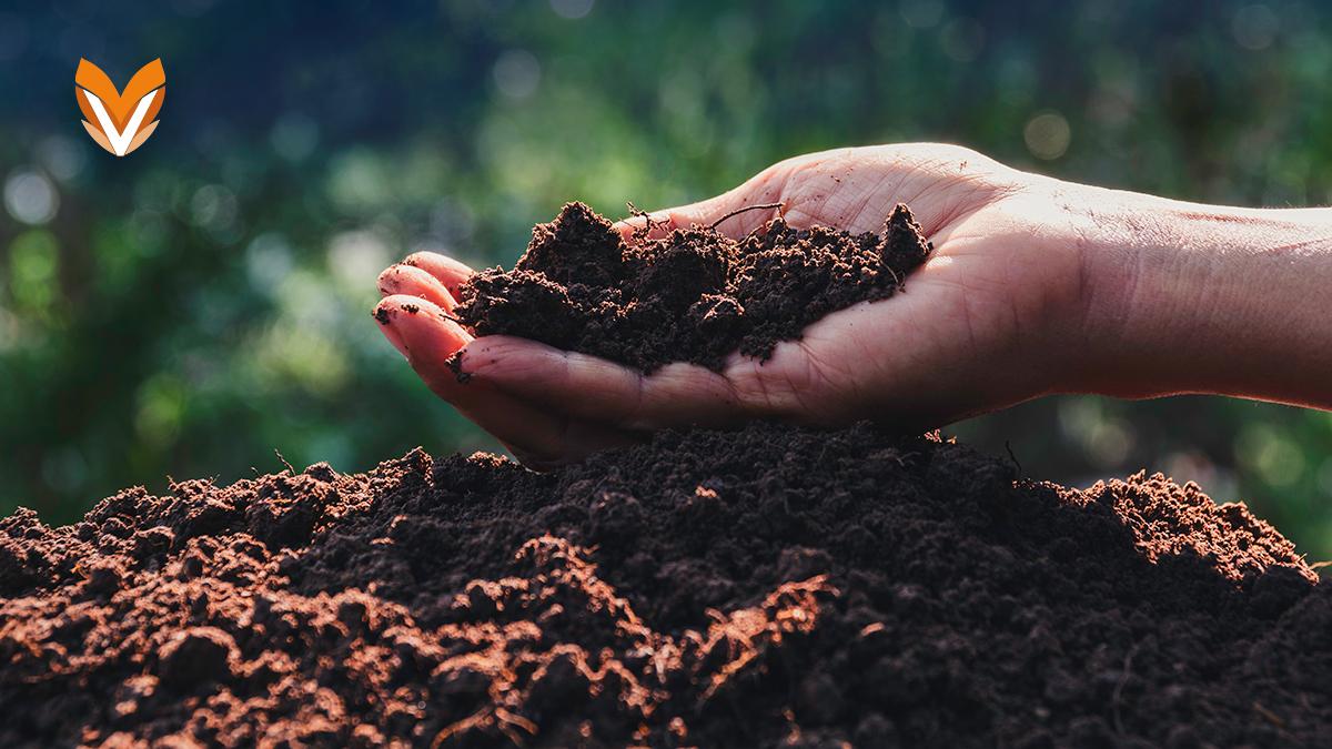 Agricultura Regenerativa: regeneración natural de los suelos