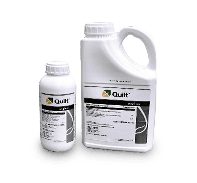 Quilt
