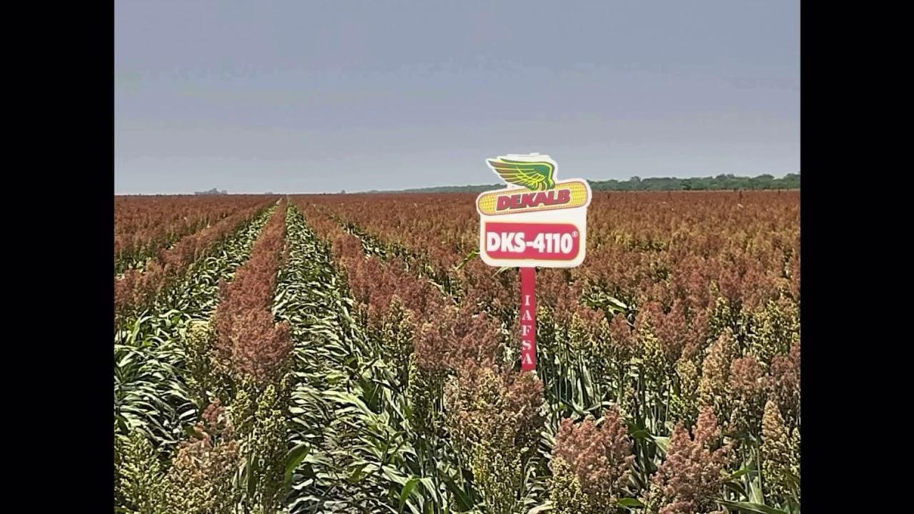 Sorgo DKS-4110