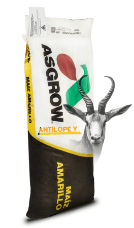 SEMILLA DE MAIZ ASGROW