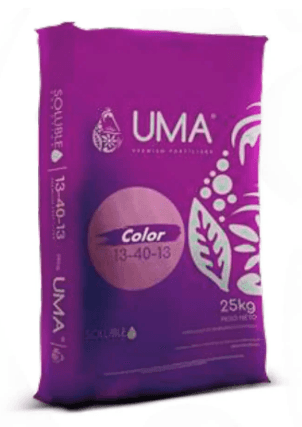 UMA Violeta