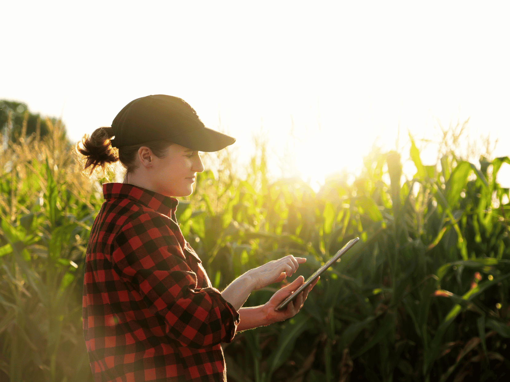 Redes sociales en el sector agrícola: ¿cuáles son sus beneficios?